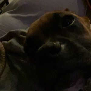 Meet your Posher, Peter